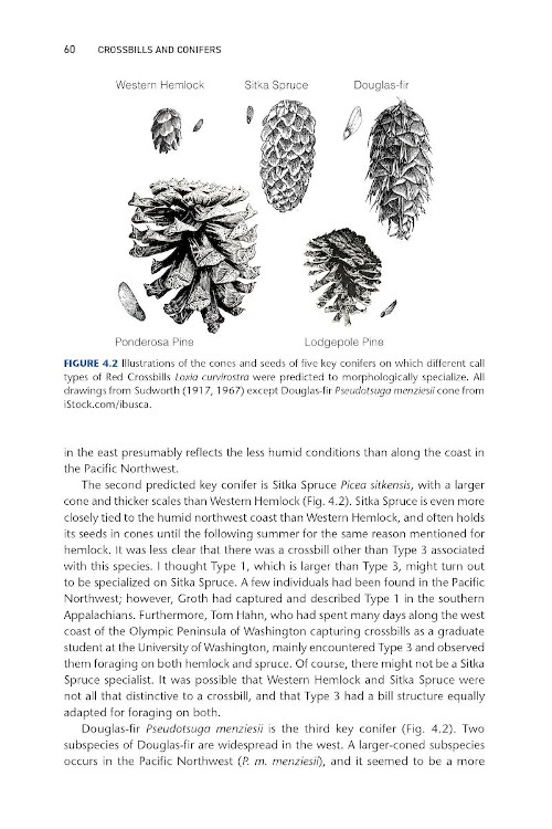 CROSSBILLS &AMP; CONIFERS. ONE MILLION YEARS OF ADAPTATION AND COEVOLUTION 4