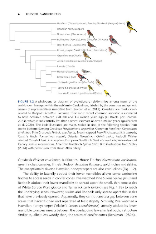 CROSSBILLS &AMP; CONIFERS. ONE MILLION YEARS OF ADAPTATION AND COEVOLUTION 6