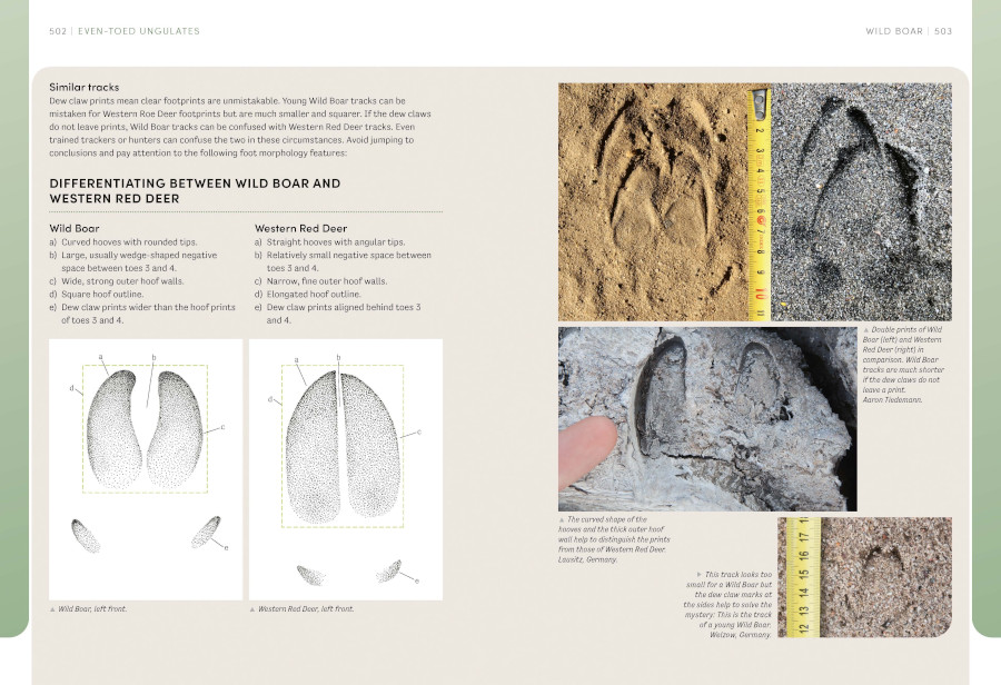 THE EUROPEAN ANIMAL TRACKS HANDBOOK 4
