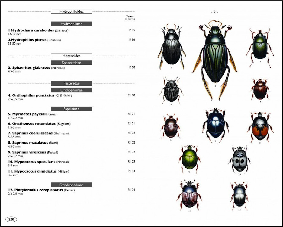 COLÉOPTÈRES D'EUROPE SCARABÉES, HANNETONS, STAPHYLINS. HYDROPHILES VOL. 2 POLYPHAGA 2