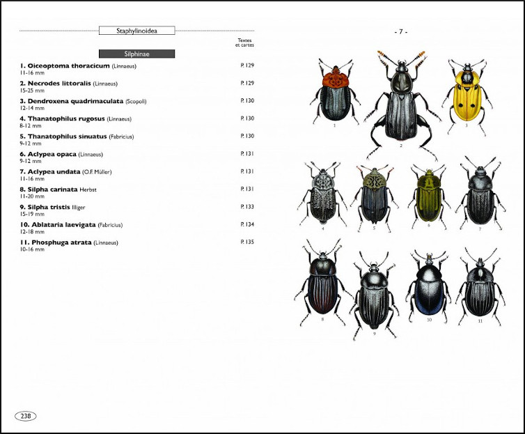 COLÉOPTÈRES D'EUROPE SCARABÉES, HANNETONS, STAPHYLINS. HYDROPHILES VOL. 2 POLYPHAGA 3