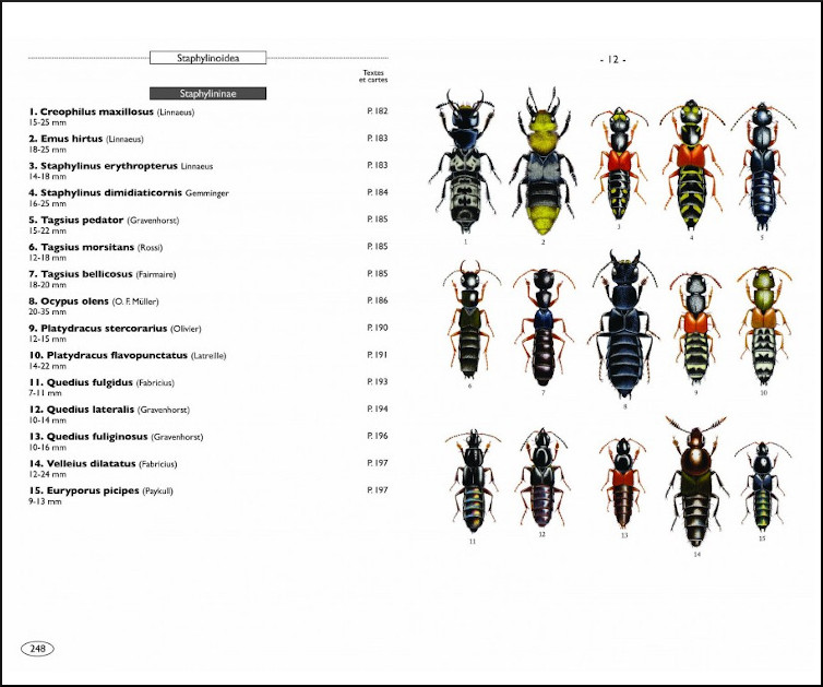 COLÉOPTÈRES D'EUROPE SCARABÉES, HANNETONS, STAPHYLINS. HYDROPHILES VOL. 2 POLYPHAGA 4