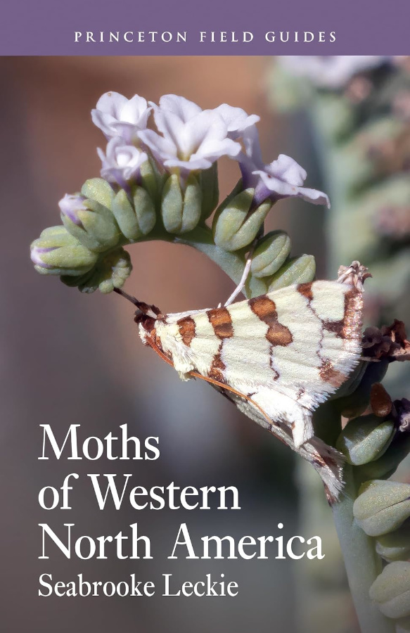 MOTHS OF WESTERN NORTH AMERICA 1