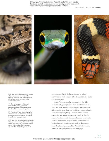 THE LIVES OF SNAKES: A NATURAL HISTORY OF THE WORLD'S SNAKES 3