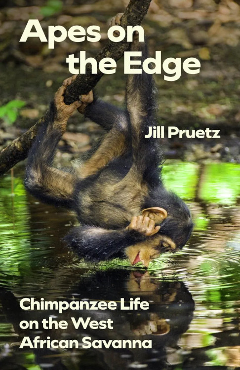 APES ON THE EDGE. CHIMPANZEE LIFE ON THE WEST AFRICAN SAVANNA 1