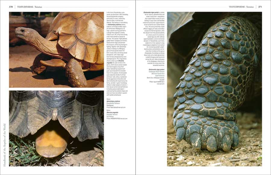 HANDBOOK OF THE REPTILES OF THE WORLD. TURTLES AND CROCODILES 7