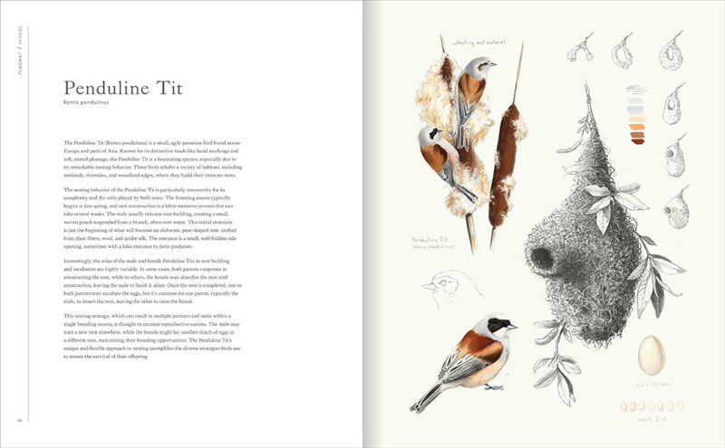 BIRD NEST &AMP; EGG. THE HOMES OF FORTY EXTRAORDINARY SPECIES 2