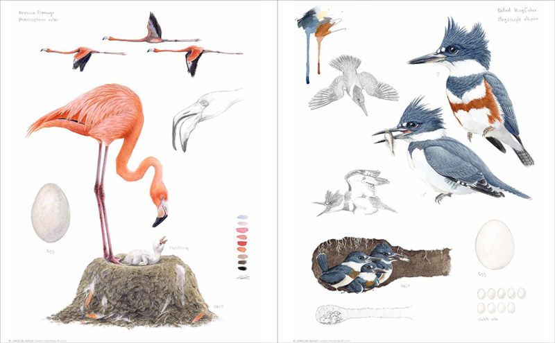 BIRD NEST &AMP; EGG. THE HOMES OF FORTY EXTRAORDINARY SPECIES 3