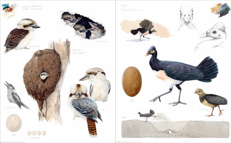 BIRD NEST &AMP; EGG. THE HOMES OF FORTY EXTRAORDINARY SPECIES 4