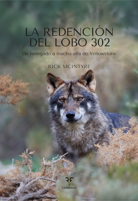 LA REDENCIÓN DEL LOBO 302: DE RENEGADO A MACHO ALFA DE YELLOWSTONE 1