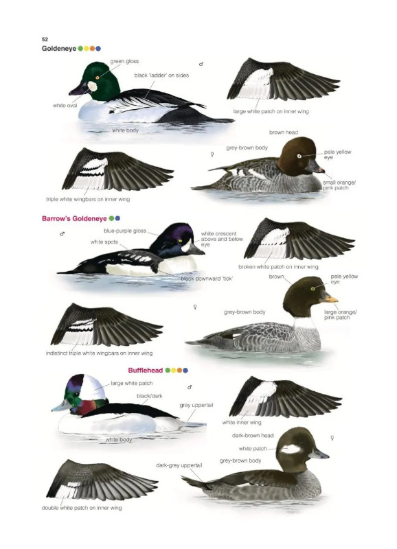 COLLINS BRITISH BIRD IDENTIFIER. EASILY NAME ALL SPECIES USING ONLY 5 FEATURES WITH THE 5 ID METHOD 3