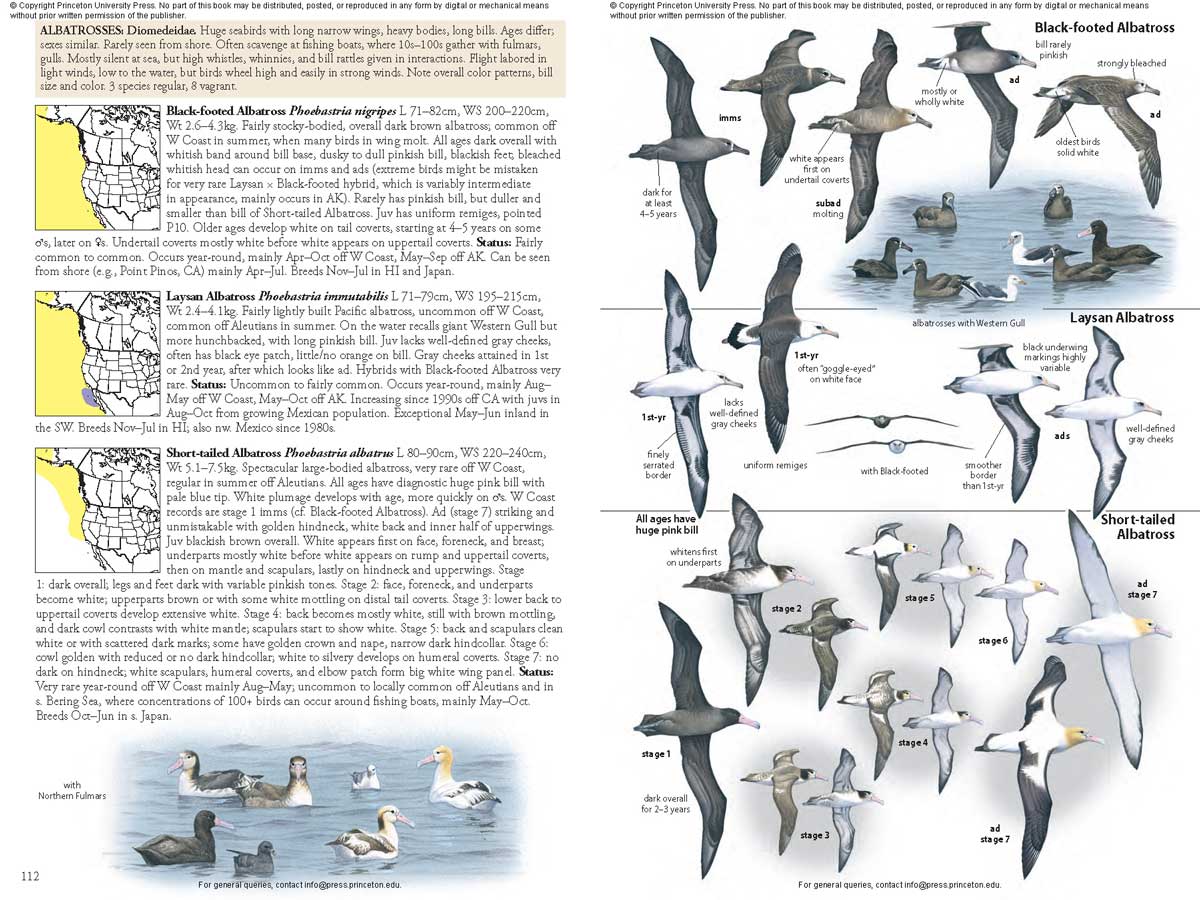 THE BIRD GUIDE: NORTH AMERICA 4