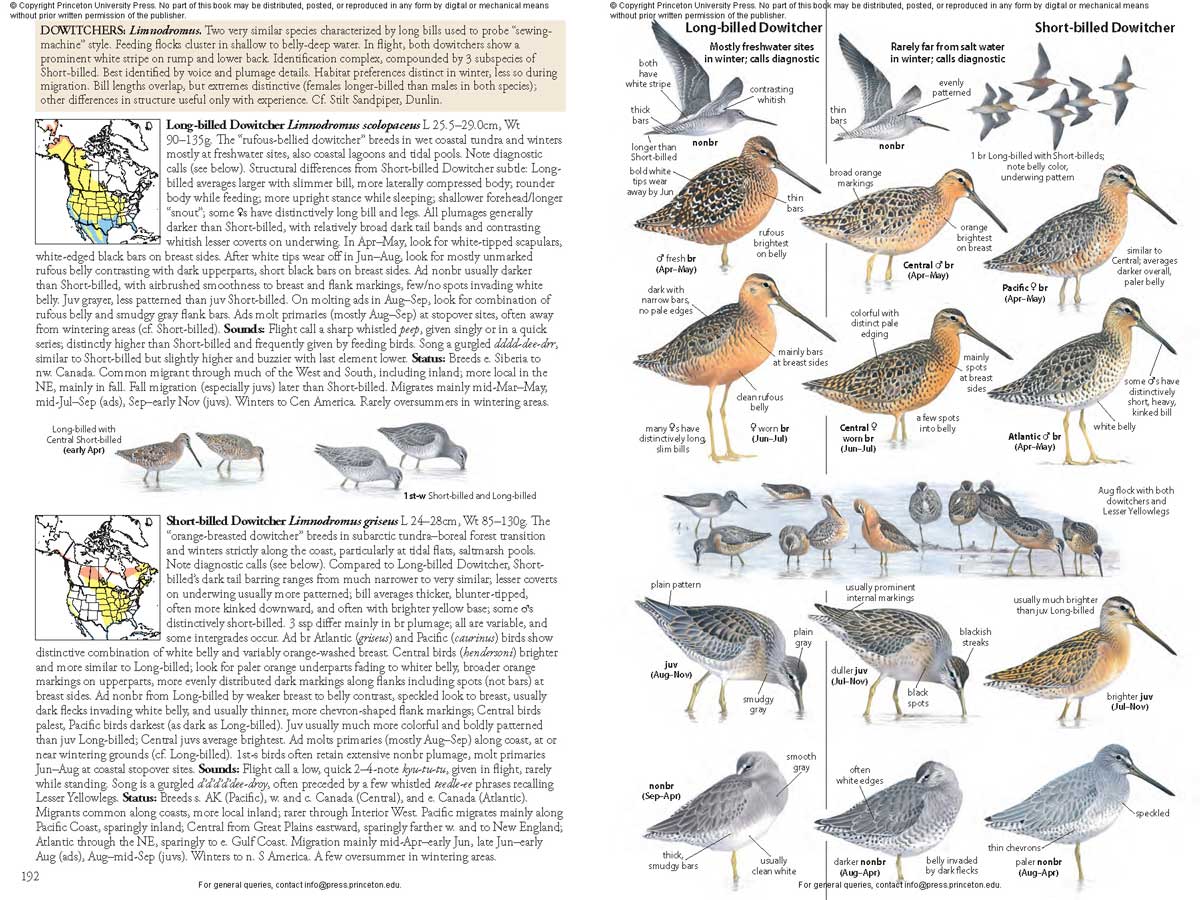 THE BIRD GUIDE: NORTH AMERICA 5