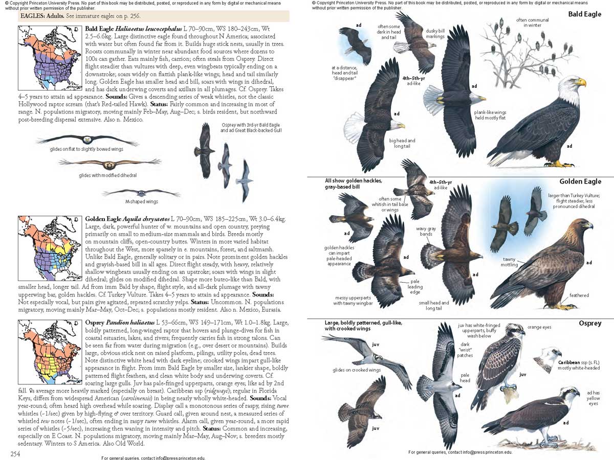 THE BIRD GUIDE: NORTH AMERICA 6