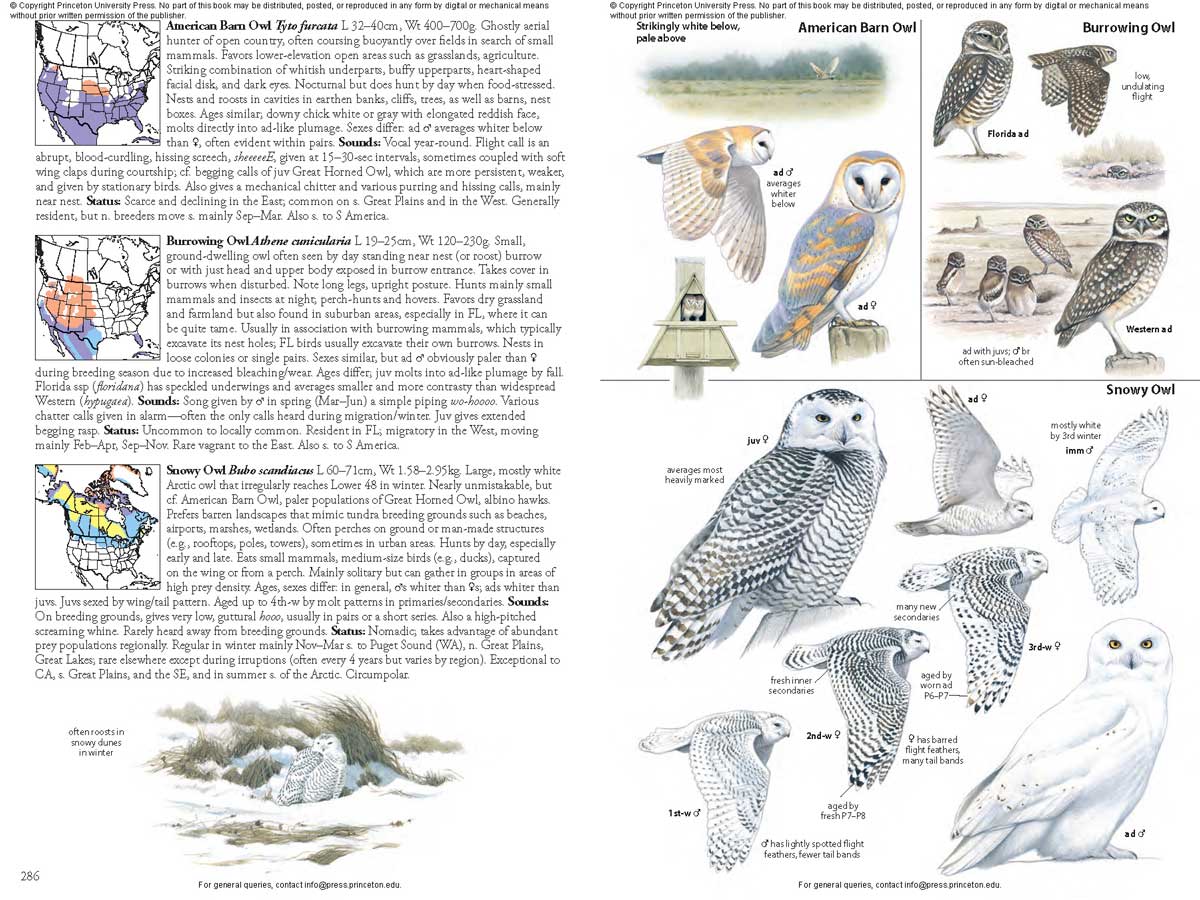 THE BIRD GUIDE: NORTH AMERICA 7