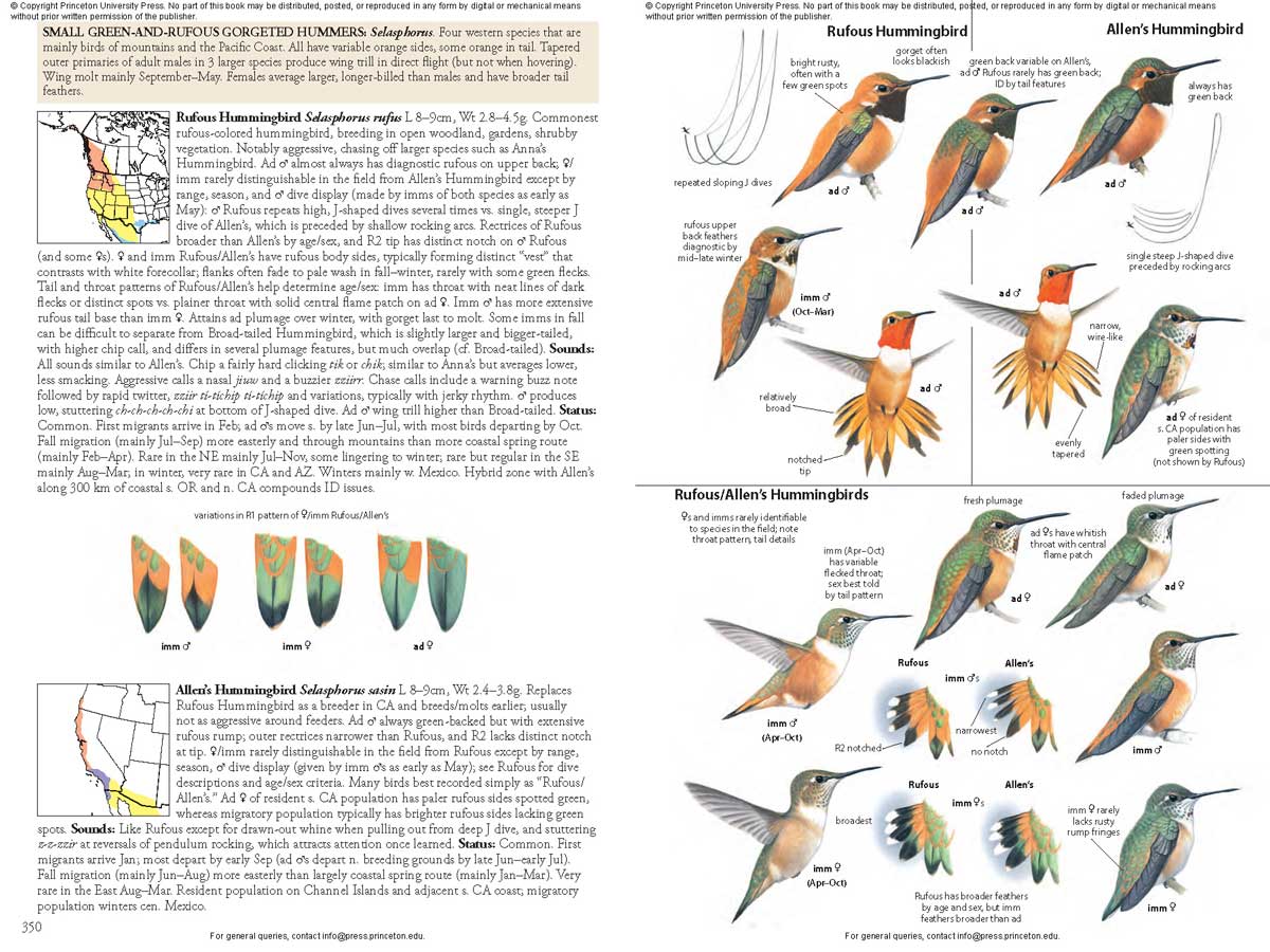 THE BIRD GUIDE: NORTH AMERICA 8