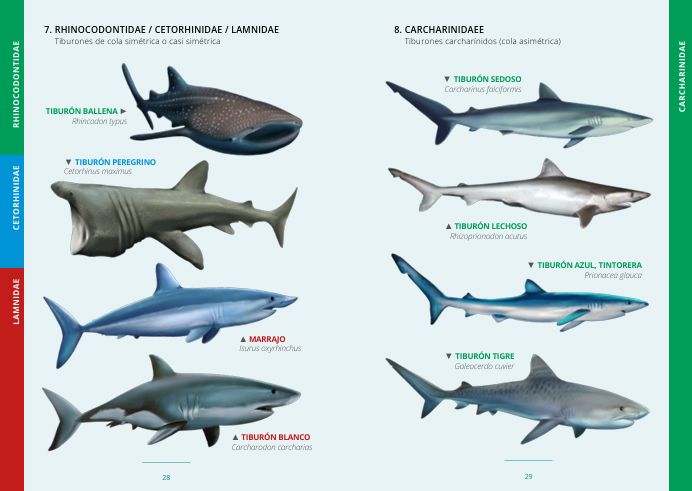 GUÍA DE LOS PECES COSTEROS DE EUROPA Y NORTE DE ÁFRICA 2
