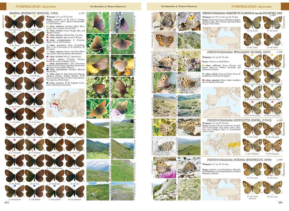 BUTTERFLIES OF THE WESTERN PALAEARCTIC. VOLUME 2: LYCENIDAE (AGRODIATEUS), RIODINIDAE, NYMPHALIDAE: LIBYTHEINAE, DANAINAE, CHARAXINAE, APATURINAE, LIM 4