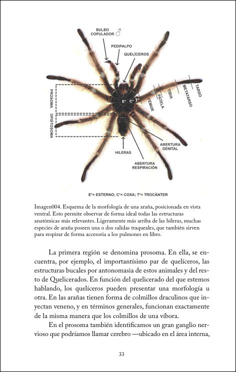 LA VIDA SIENDO UNA ARAÑA 2