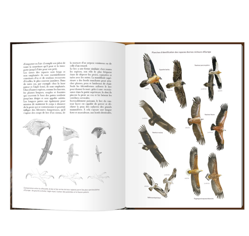 LES RAPACES D'EUROPE - TOME 1: RAPACES DIURNES 2