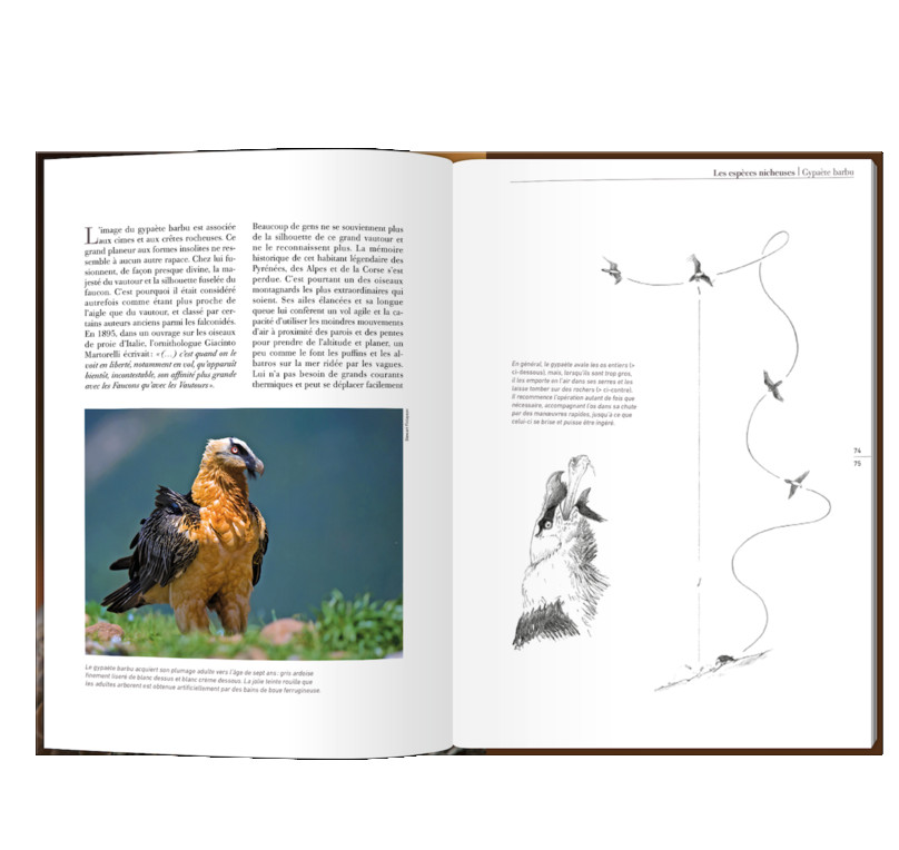 LES RAPACES D'EUROPE - TOME 1: RAPACES DIURNES 4