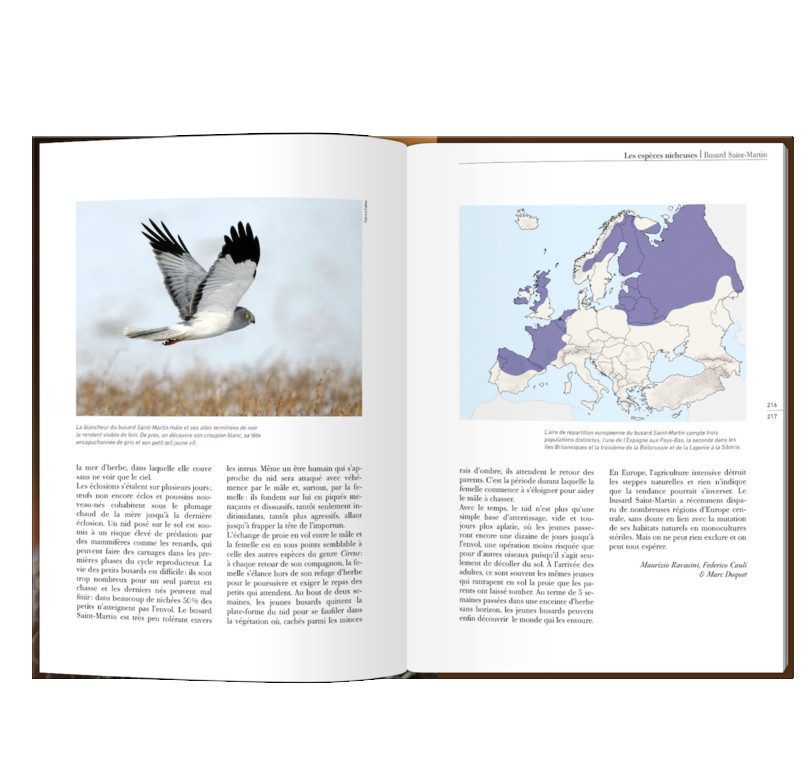 LES RAPACES D'EUROPE - TOME 1: RAPACES DIURNES 5