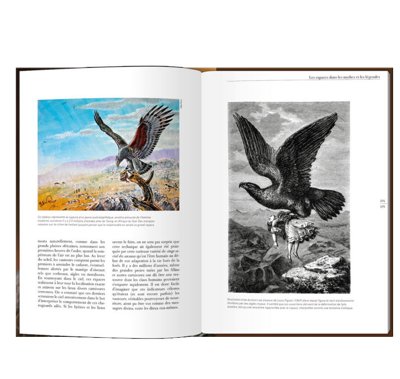 LES RAPACES D'EUROPE - TOME 1: RAPACES DIURNES 6