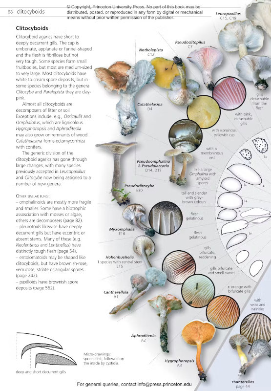 FUNGI OF TEMPERATE EUROPE: KEYS TO THE BASIDIOMYCETES 2