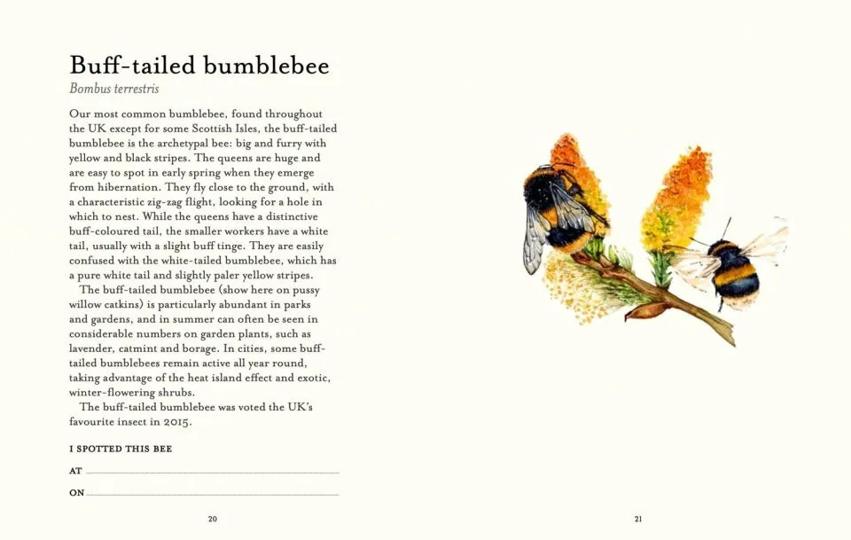 THE BEE SPOTTER'S GUIDE 3
