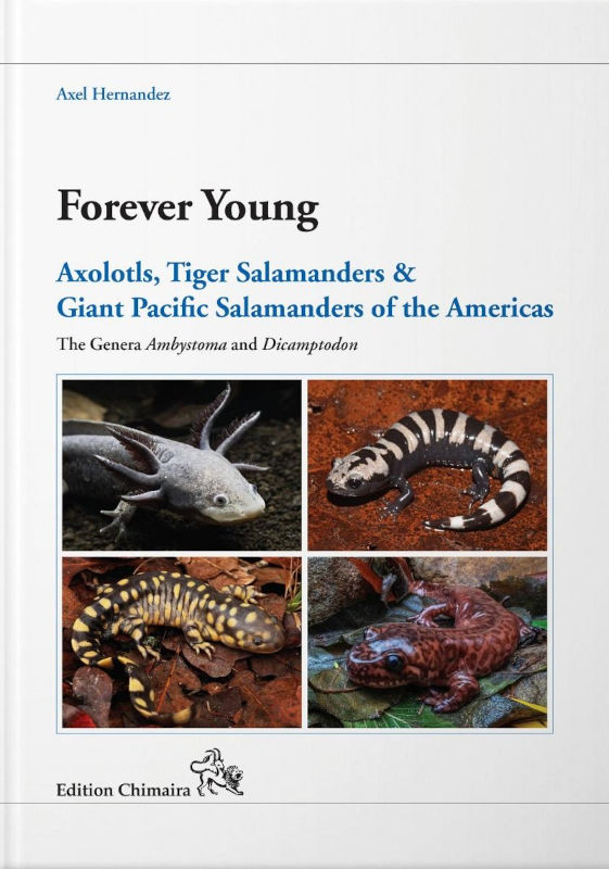 FOREVER YOUNG. AXOLOTLS, TIGER SALAMANDERS &AMP; GIANT PACIFIC SALAMANDERS OF THE AMERICAS. THE GENERA AMBYSTOMA AND DICAMTODON 1