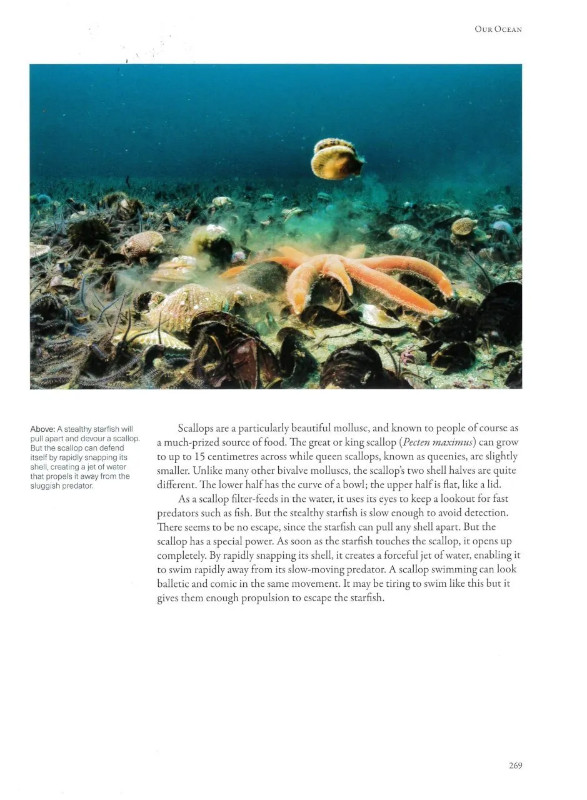 WILD ISLES 3