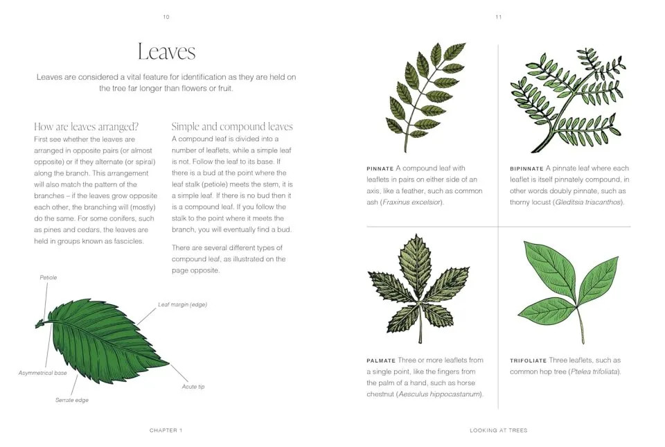 TREES: A POCKET GUIDE 2