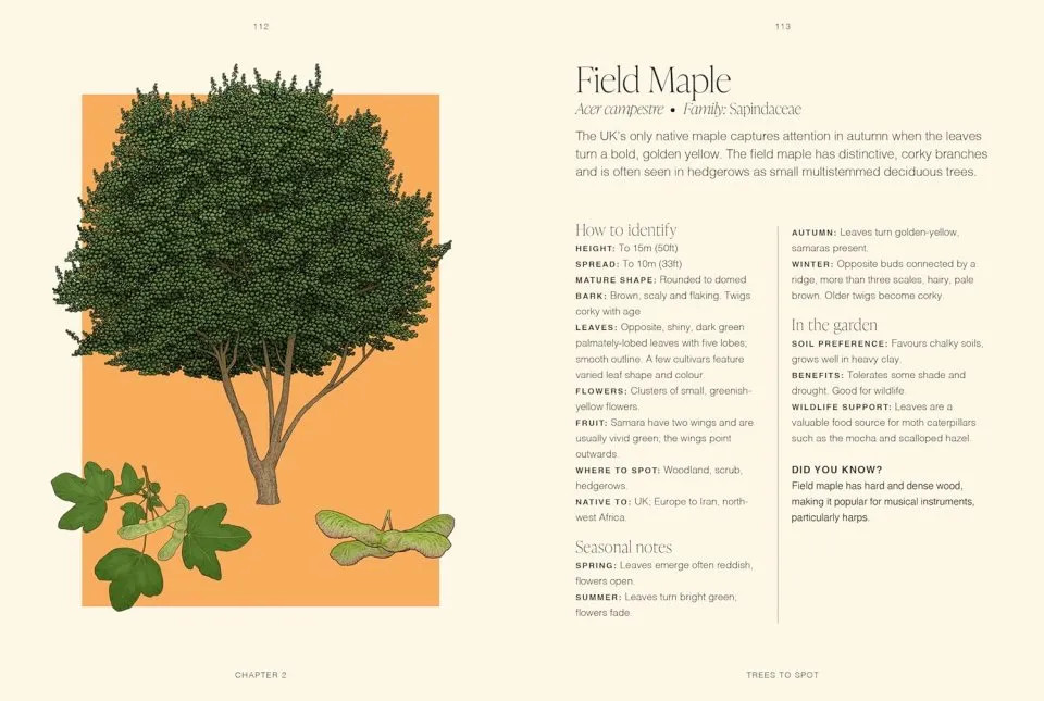 TREES: A POCKET GUIDE 3