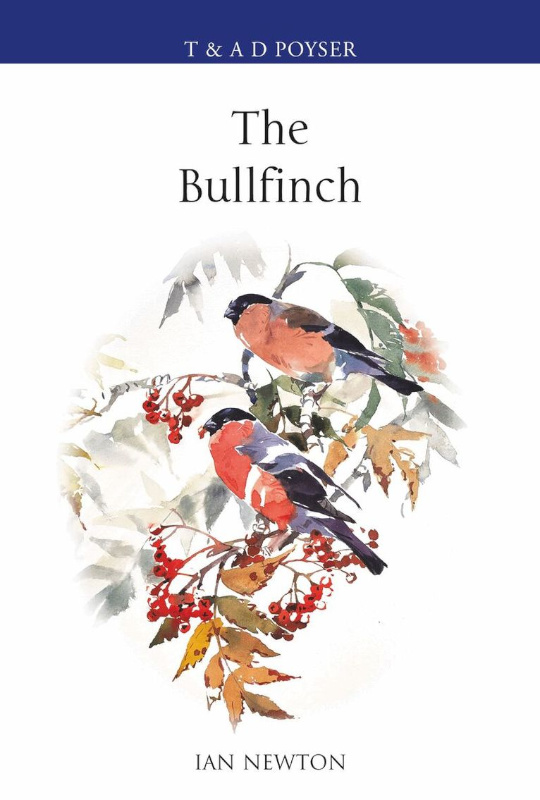 THE BULLFINCH 1