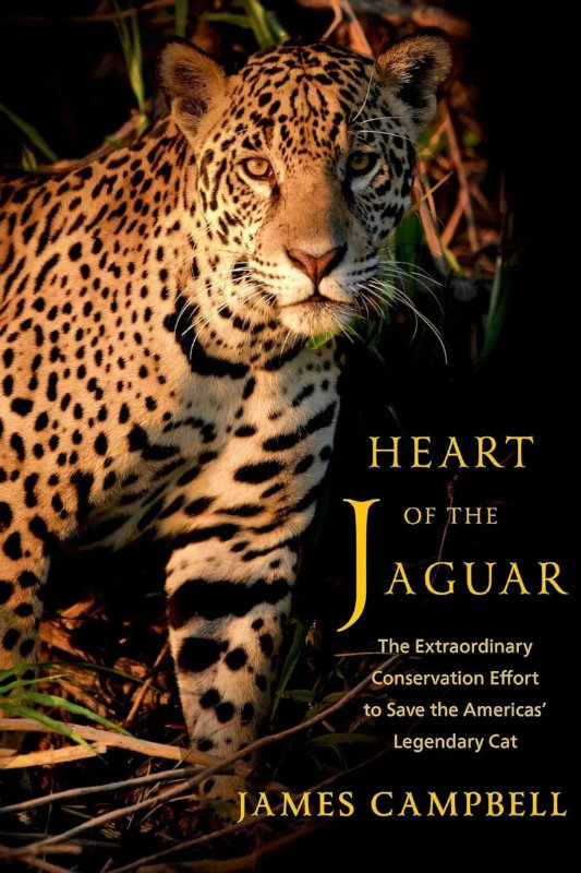 HEART OF THE JAGUAR THE EXTRAORDINARY CONSERVATION EFFORT TO SAVE THE AMERICAS' LEGENDARY CAT 1