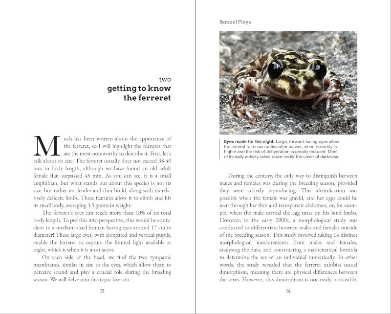 FERRERET. THE MIDWIFE TOAD THAT REFUSED TO DISAPPEAR 2