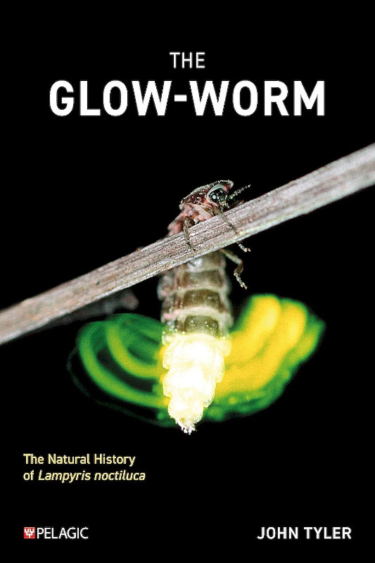 THE GLOW WORM. THE NATURAL HISTORY OF LAMPYRIS NOCTILUCA 1