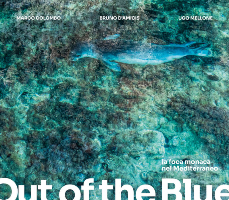 OUT OF THE BLUE. LA FOCA MONACA NEL MEDITERRANEO 1