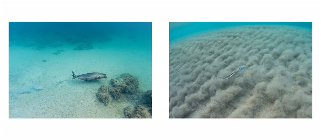 OUT OF THE BLUE. LA FOCA MONACA NEL MEDITERRANEO 2