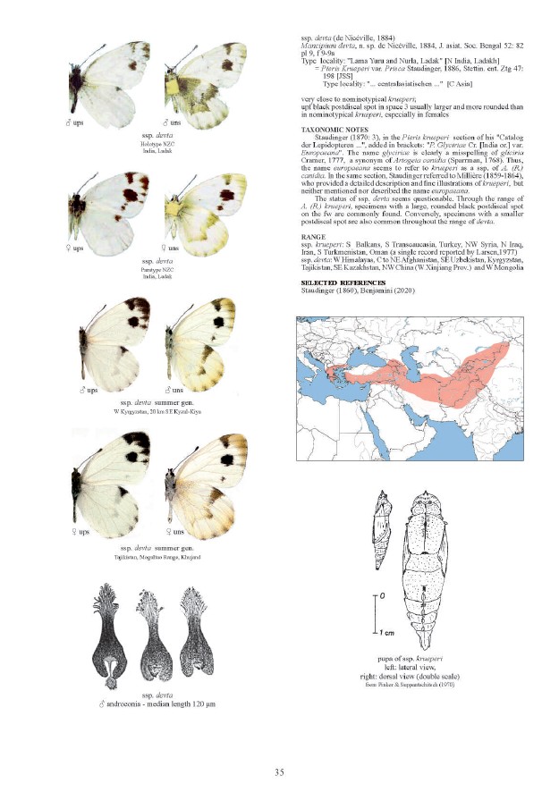 GUIDE TO THE BUTTERFLIES OF THE PALEARCTIC REGION. PIERIDAE PART 5 2