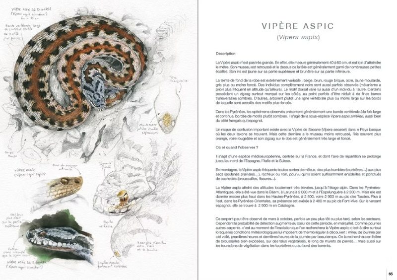 REPTILES ET AMPHIBIENS PYRÉNÉENS 2