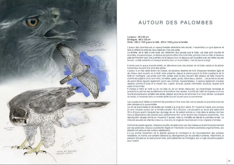 RAPACES PYRÉNEENS 3