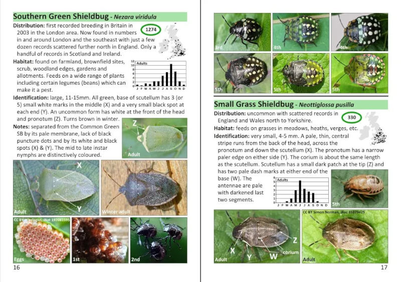 THE POCKET GUIDE TO SHIELDBUGS IN BRITAIN AND IRELAND 2