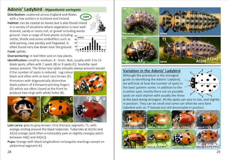 THE POCKET GUIDE TO LADYBIRDS IN BRITAIN AND IRELAND 2