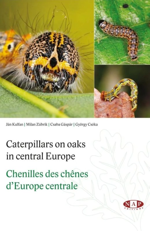 CATERPILLARS ON OAKS IN CENTRAL EUROPE / CHENILLES DES CHÊNES D'EUROPE CENTRALE 1