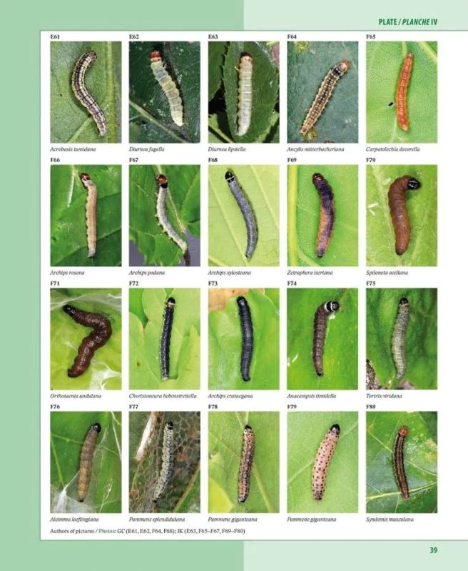 CATERPILLARS ON OAKS IN CENTRAL EUROPE / CHENILLES DES CHÊNES D'EUROPE CENTRALE 2
