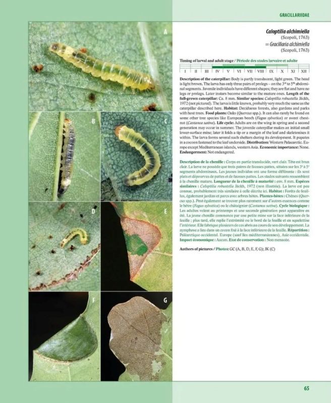 CATERPILLARS ON OAKS IN CENTRAL EUROPE / CHENILLES DES CHÊNES D'EUROPE CENTRALE 3