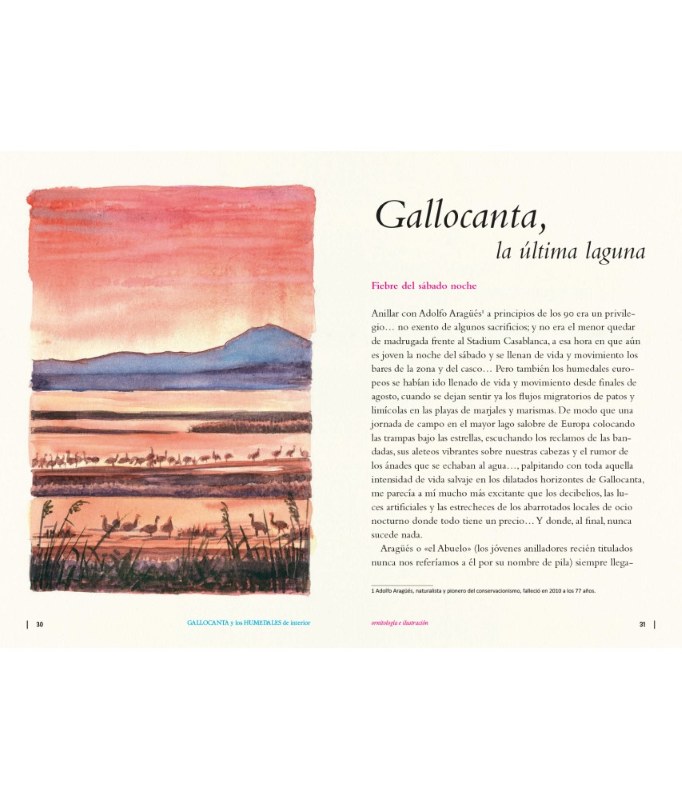 GALLOCANTA Y LOS HUMEDALES DE INTERIOR 4