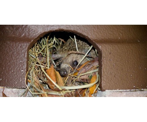 The Hedgehog, an inhabitant of our gardens and woodlands