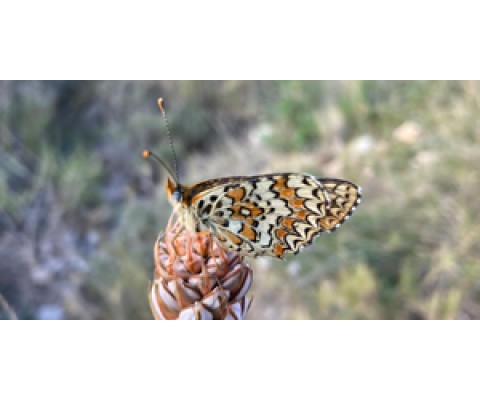 BASIC EQUIPMENT TO START BUTTERFLY OBSERVATION